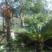 Apartments Popovic- Risan, private accommodation in city Risan, Montenegro - 55.Palma Kamelija i Nar